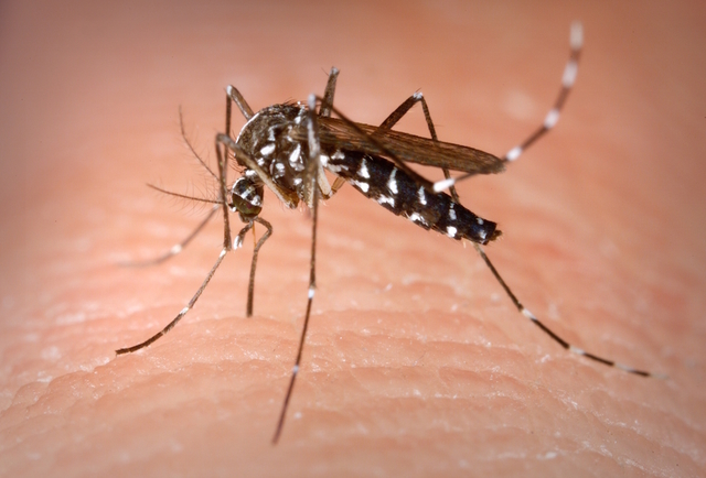 Venerdì 26 giugno previsti interventi anti zanzare nelle aree verdi del territorio.