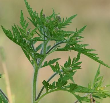 Campagna contro la diffusione delle piante di ambrosia nel territorio comunale